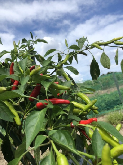 <テレビで紹介されました> 熊野唐辛子ギフト③ (一味唐辛子(プサジュエラ)1本+一味唐辛子(プリッキーヌ)1本＋生唐辛子) 希少 国産唐辛子【kmng0018】