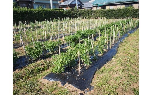 <テレビで紹介されました> 熊野唐辛子ギフト⑯ (一味唐辛子(ハラペーニョ)1本＋一味唐辛子(プリッキーヌ)1本+熊野ドレッシング) 希少 国産唐辛子【kmng0016】