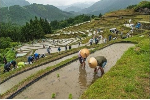 【棚田オーナー】丸山千枚田オーナー会員権（令和７年度）【snmr0001】