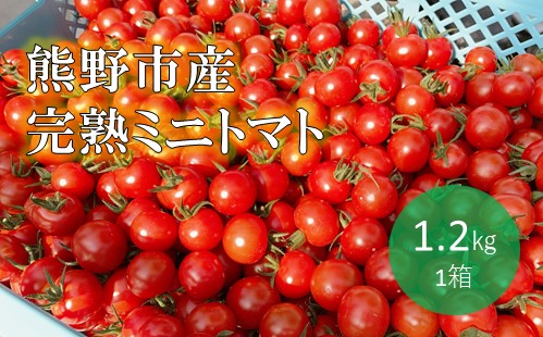 【2026年1月以降配送】熊野薬草園のミニトマト（1.2kg） トマト ミニトマト 熊野 予約受付【kmys0001】