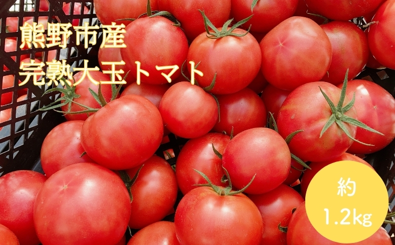 【2026年1月以降配送】熊野薬草園の大玉トマト（1.2kg） トマト 大玉トマト 熊野 予約受付【kmys0005】