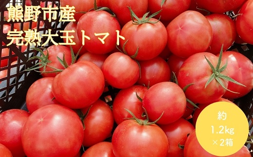 【2026年1月以降配送】熊野薬草園の大玉トマト（1.2kg×2箱） トマト 大玉トマト 熊野 予約受付【kmys0006】