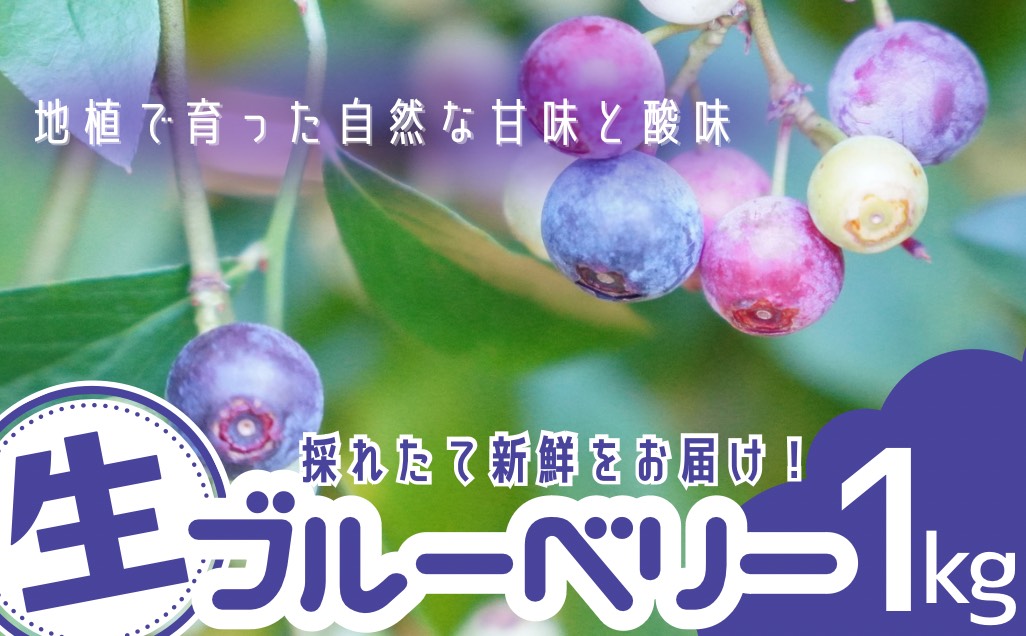 無農薬 童集乃村 ブルーベリー 生果 1kg 【2026年8月1日以降より順次発送いたします。】 フルーツ 果物 くだもの スムージー ジャム 朝食 デザート 特産品 人気 国産 旬 三重県 熊野市【mnak0001A】
