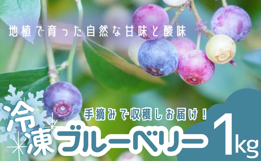 無農薬 童集乃村 ブルーベリー 冷凍 1kg 【2026年8月上旬頃から9月下旬頃に順次発送いたします。】 フルーツ 果物 くだもの スムージー ジャム 朝食 デザート 特産品 人気 国産 旬 三重県 熊野市　【mnak0002A】