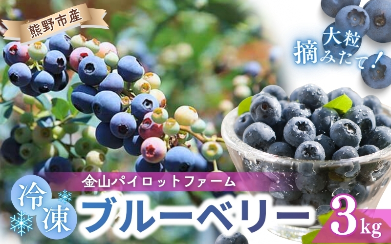 冷凍 ブルーベリー 3kg 急速冷凍 フルーツ 果物 くだもの スムージー ジャム 朝食 デザート 特産品 人気 国産 旬 金山パイロットファーム 三重県 熊野市【knpr0011】
