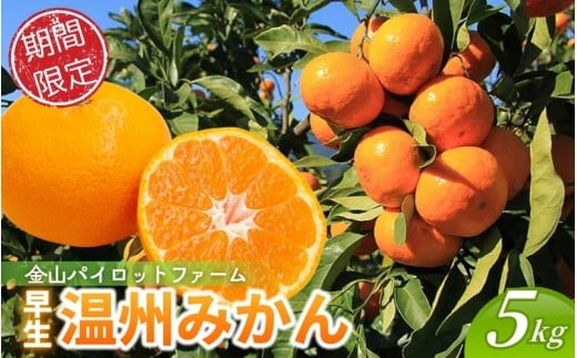【12月10日受付終了！】<テレビで紹介されました> 金山パイロットファーム 温州みかん 5㎏ (早生) みかん ミカン 温州みかん【knpr0014】