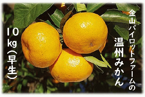 【12月10日受付終了！】<テレビで紹介されました> 金山パイロットファーム 温州みかん 10㎏ (早生) みかん ミカン 温州みかん【knpr0015】