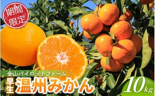 <テレビで紹介されました> 金山パイロットファーム 温州みかん 10㎏ (早生) みかん ミカン 温州みかん【knpr0015A】