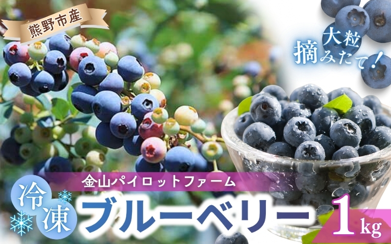 冷凍 ブルーベリー 1kg 急速冷凍 フルーツ 果物 くだもの スムージー ジャム 朝食 デザート 特産品 人気 国産 旬 金山パイロットファーム 三重県 熊野市【knpr0009】