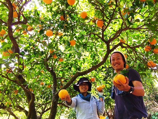【2026年4月よりお届け！】先行予約【アタシカ果樹】 熊野新鹿産カラマンダリン(4.5kg) 柑橘 くだもの フルーツ みかん 熊野【atkj0002】