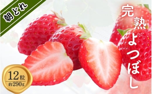 完熟朝どれいちご（よつぼし）【kmng0031】