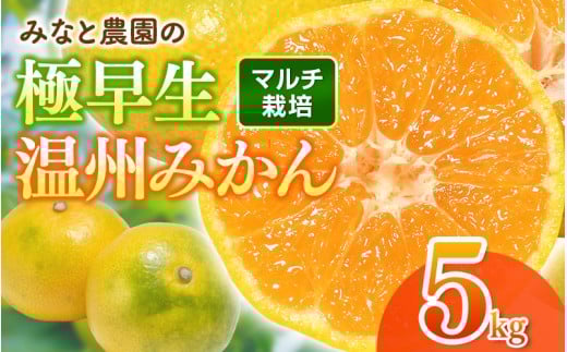 【数量限定】みなと農園の極早生温州みかん  約5kg 2S～Lサイズ混合 マルチ栽培 【2026年10月上旬頃〜順次発送】 みかん ミカン 蜜柑 温州みかん 温州ミカン 柑橘 フルーツ 果物 くだもの 極早生 甘い 旬 人気 産地直送 三重県 熊野市【mntf0003】