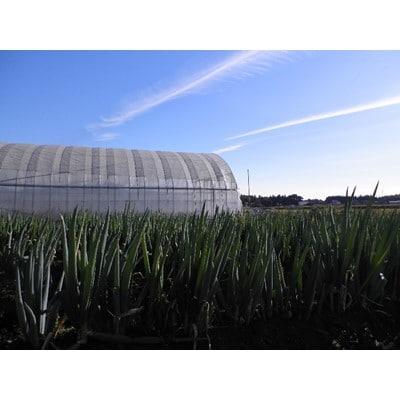 陽光ビオファームの「体が喜ぶ」7種の野菜セット(冬季)【配送不可地域：離島・北海道・沖縄県】