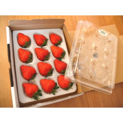 多湖農園のデカうまっ苺「紅ほっぺ」化粧箱入り 500g　【配送不可地域：離島・北海道・沖縄県】