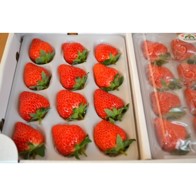 多湖農園のデカうまっ苺「紅ほっぺ」化粧箱入り　1000g【配送不可地域：離島・北海道・沖縄県】