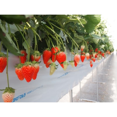 【1月～2月上旬発送分】プレミアいちごLL/紅ほっぺ/朝摘み/ 12玉1箱【配送不可地域：離島・北海道・沖縄県】