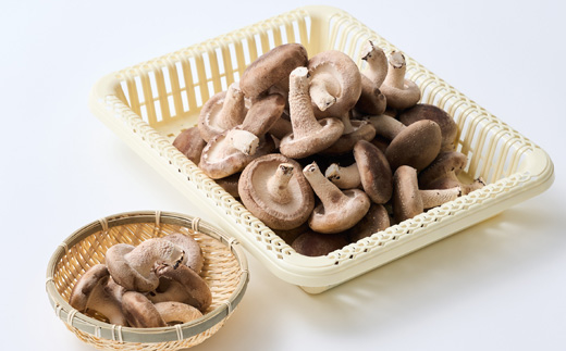 贈答品用椎茸かご盛りセット(大)【配送不可地域：離島】