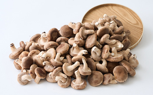 椎茸大量てんこ盛りセット【配送不可地域：離島】