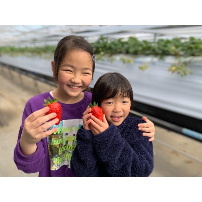 【1月～2月上旬発送分】プレミアいちごLL/紅ほっぺ/朝摘み/ 12玉1箱【配送不可地域：離島・北海道・沖縄県】