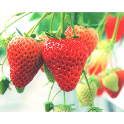 多湖農園のデカうまっ苺「紅ほっぺ」化粧箱入り　1000g【配送不可地域：離島・北海道・沖縄県】