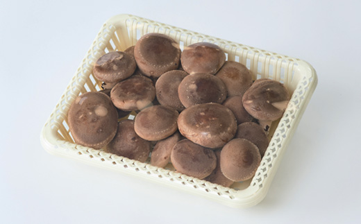 贈答品用椎茸かご盛りセット【配送不可地域：離島】