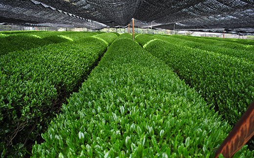 【石榑茶】二重棚の特上玉露(木箱入り)