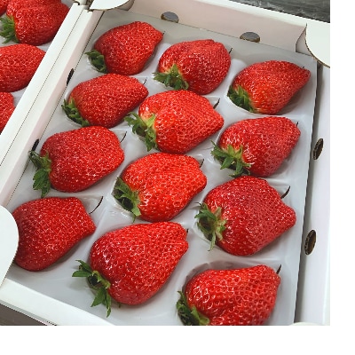 【1月～2月上旬発送分】プレミアいちごLL/紅ほっぺ/朝摘み/ 12玉1箱【配送不可地域：離島・北海道・沖縄県】