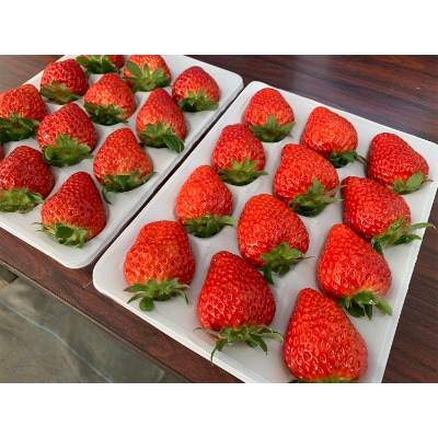 【1月～3月上旬発送分】プレミアいちごL/紅ほっぺ/朝摘み/ 12玉2箱【配送不可地域：離島・北海道・沖縄県】