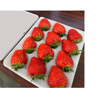 【1月～3月上旬発送分】プレミアいちごL/紅ほっぺ/朝摘み/ 12玉1箱【配送不可地域：離島・北海道・沖縄県】
