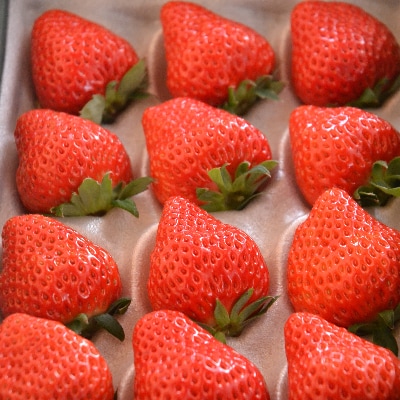 多湖農園のデカうまっ苺「紅ほっぺ」化粧箱入り 500g　【配送不可地域：離島・北海道・沖縄県】