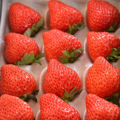 多湖農園のデカうまっ苺「紅ほっぺ」化粧箱入り　1000g【配送不可地域：離島・北海道・沖縄県】