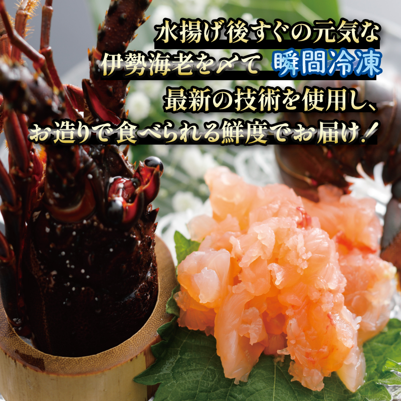 伊勢海老 500g 2尾 ～ 3尾 冷凍 / 伊勢志摩 伊勢 志摩 三重 伊勢えび 伊勢エビ 新鮮 えび エビ 三重ブランド認定 高級食材 贈答 贈答品 お歳暮 お正月 年末年始 お造り 海鮮 魚介類 旨味 鮮魚 名産 ギフト いせ しま BBQ パーティー 焼き物 お味噌汁 鍋 ボイル 三万円 3万円 30000円