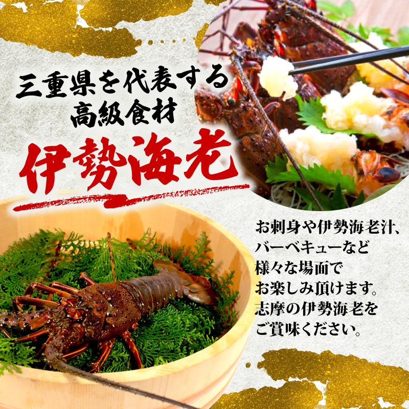 活 伊勢海老 1kg 前後 3尾 ～ 5尾 志摩 天然 伊勢志摩 えび エビ 三重県 海老 活き 刺身 BBQ バーベキュー 味噌汁