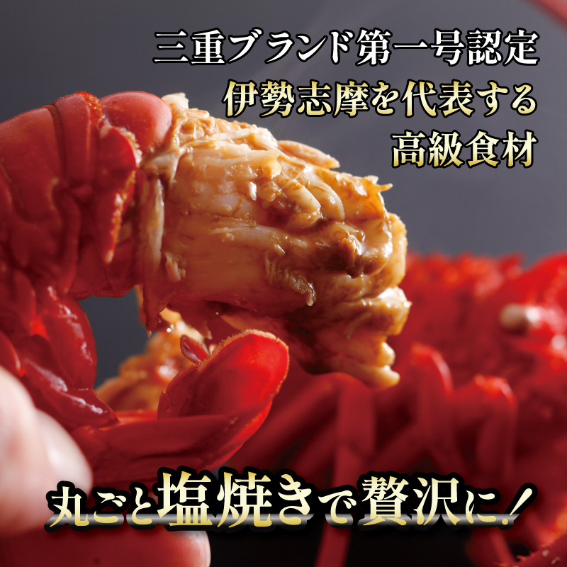 伊勢海老 500g 2尾 ～ 3尾 冷凍 / 伊勢志摩 伊勢 志摩 三重 伊勢えび 伊勢エビ 新鮮 えび エビ 三重ブランド認定 高級食材 贈答 贈答品 お歳暮 お正月 年末年始 お造り 海鮮 魚介類 旨味 鮮魚 名産 ギフト いせ しま BBQ パーティー 焼き物 お味噌汁 鍋 ボイル 三万円 3万円 30000円
