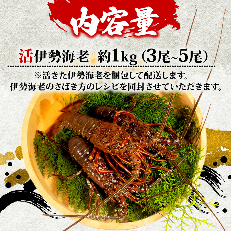 活 伊勢海老 1kg 前後 3尾 ～ 5尾 志摩 天然 伊勢志摩 えび エビ 三重県 海老 活き 刺身 BBQ バーベキュー 味噌汁