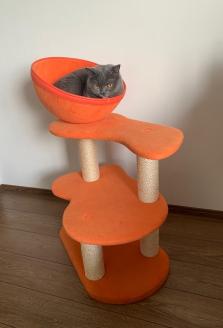 キャットタワー ツムギ / 猫 ペット 志摩 伊勢志摩 三重県 サンコウ 手作り