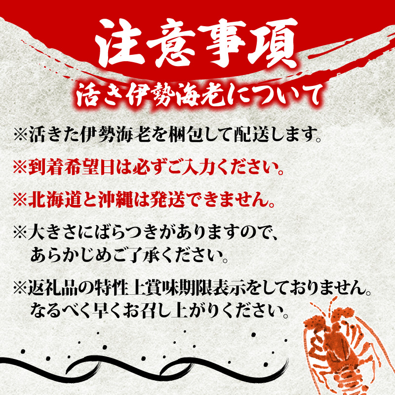 活 伊勢海老 1kg 前後 3尾 ～ 5尾 志摩 天然 伊勢志摩 えび エビ 三重県 海老 活き 刺身 BBQ バーベキュー 味噌汁