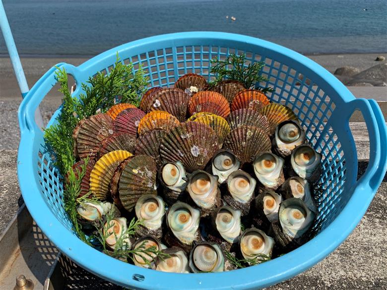 志摩産特選サザエ、檜扇貝バーベキューセット