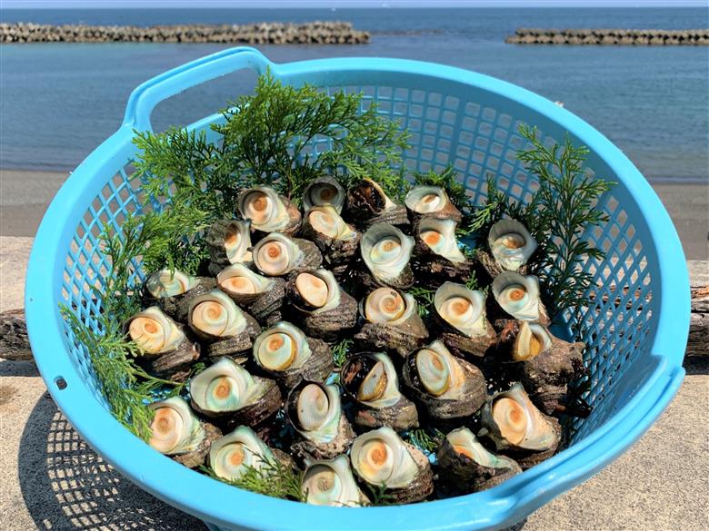 志摩産特選サザエ3ｋｇ入り