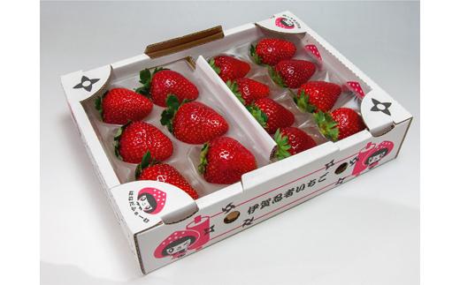 伊賀忍者いちご プレミアムモカベリー 2パックセット（約270g×2）