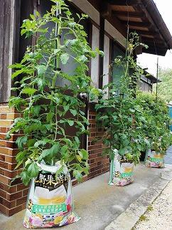 花野果酵母　８０L（２０L×４袋）