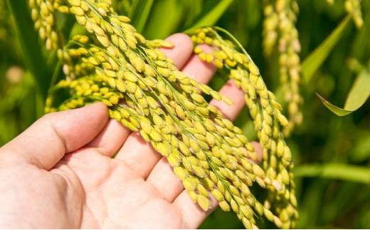 三重県産の酒米堪能セット 1.8L