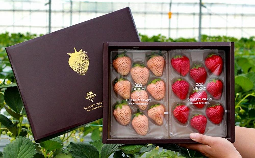 【完熟クラフト苺BERRY】有名シェフ御用達【紅白いちご】樹上完熟よつぼし・淡雪 約500g（出荷2025年12月上旬～2026年5月下旬）