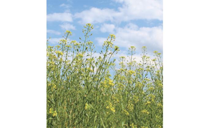 【6か月連続お届け】熱で壊れにくいオメガ3！大山崎油座商店のカメリナオイル 130g 1本