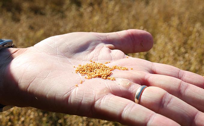 【3か月連続お届け／ギフト箱入り】熱で壊れにくいオメガ3！大山崎油座商店のカメリナオイル 130g 1本
