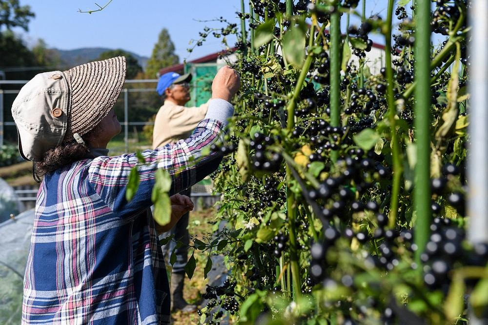 究極の野菜・豆コンフィチュール＆手作りキャラメルセット