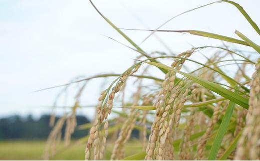 忍者・神の穂セット 720ml×2
