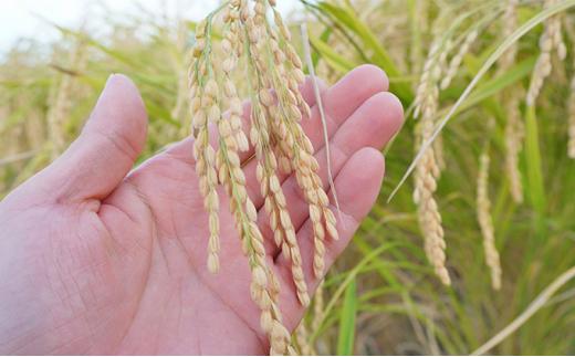 若戎 720ml×6本セット