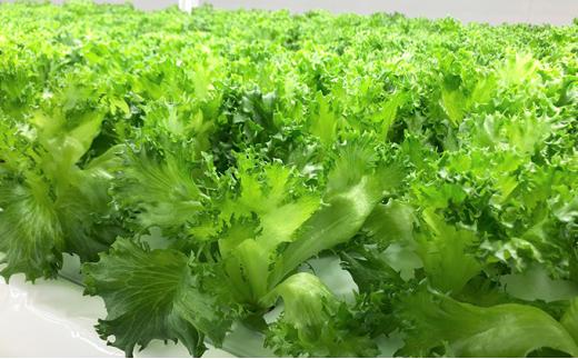 アノレタス（リーフレタス）新鮮シャキシャキ 栽培期間中無農薬低カリウムレタス 12袋×6ヶ月連続お届けセット