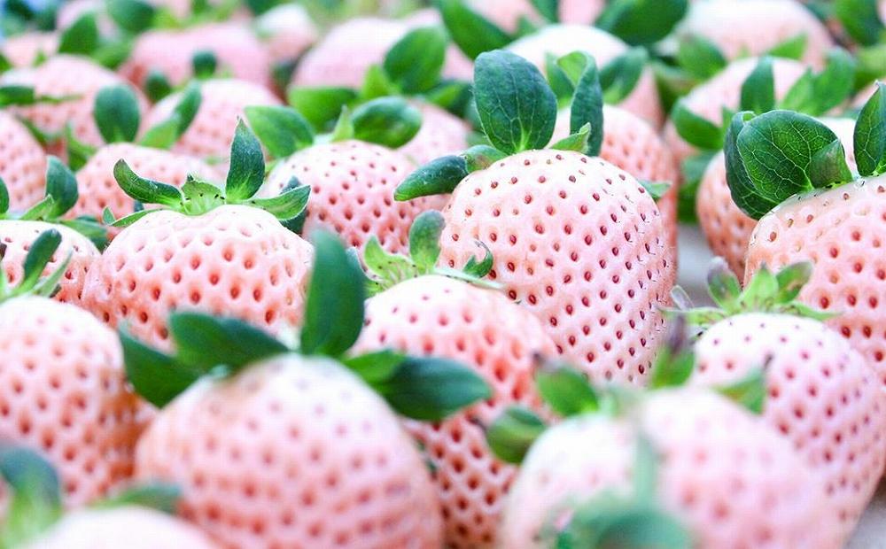 【完熟クラフト苺BERRY】有名シェフ御用達【紅白いちご】樹上完熟よつぼし・淡雪 約500g（出荷2025年12月上旬～2026年5月下旬）